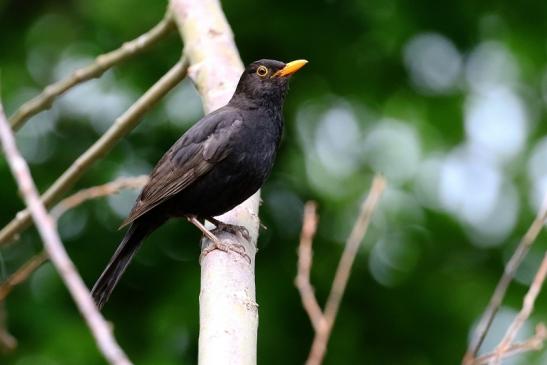 Amsel NSG Mönchbruch 2020