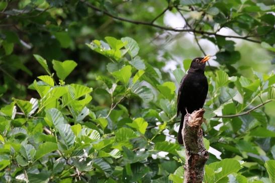 Amsel NSG Mönchbruch 2020