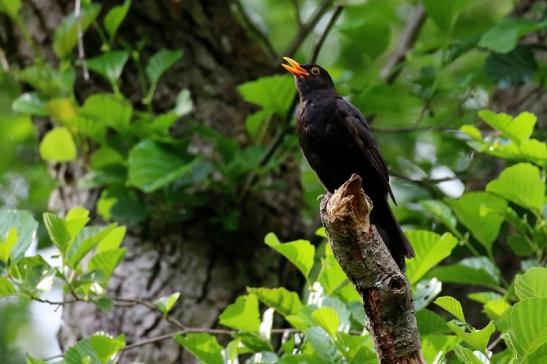 Amsel NSG Mönchbruch 2020