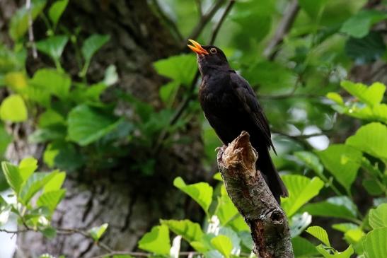 Amsel NSG Mönchbruch 2020