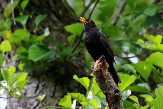 Amsel NSG Mönchbruch 2020