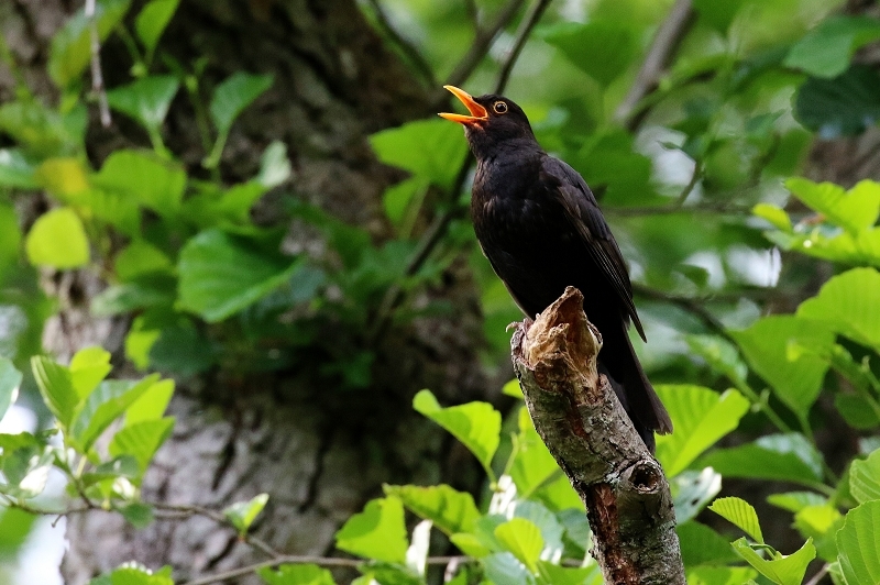 Amsel NSG Mönchbruch 2020