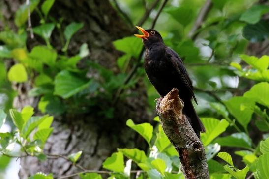 Amsel NSG Mönchbruch 2020