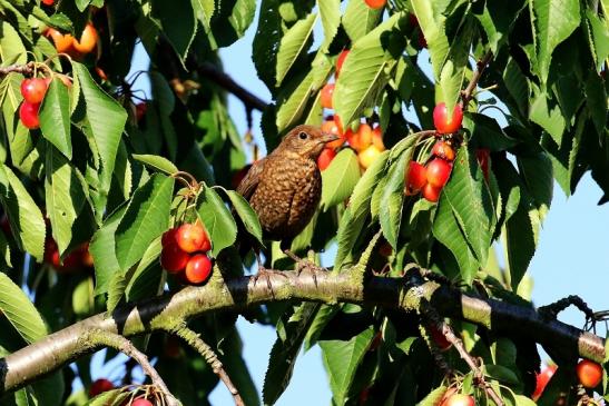 Amsel Weibchen Unser Garten Dietzenbach 2019