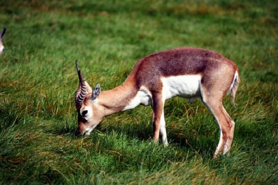 Hirschziegenantilope Opel Zoo Kronberg 2011 - 2012