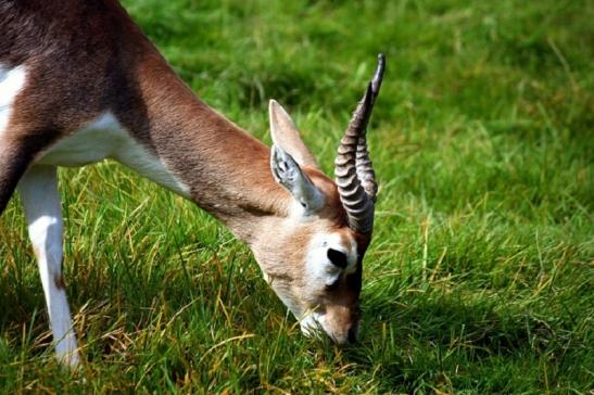 Hirschziegenantilope Opel Zoo Kronberg 2011 - 2012