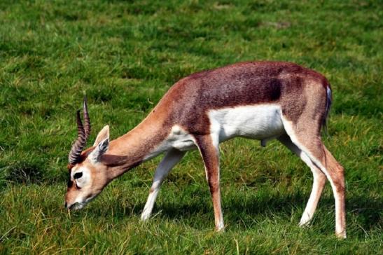 Hirschziegenantilope Opel Zoo Kronberg 2011 - 2012