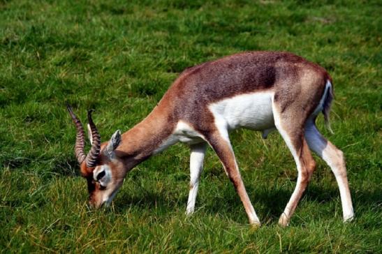 Hirschziegenantilope Opel Zoo Kronberg 2011 - 2012