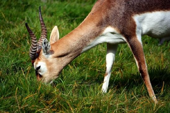 Hirschziegenantilope Opel Zoo Kronberg 2011 - 2012