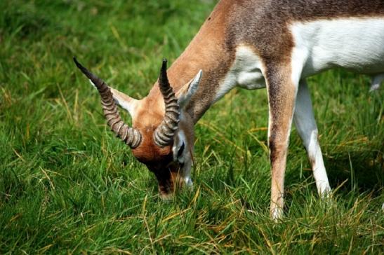 Hirschziegenantilope Opel Zoo Kronberg 2011 - 2012