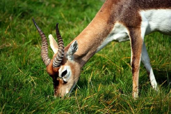 Hirschziegenantilope Opel Zoo Kronberg 2011 - 2012