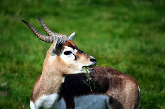 Hirschziegenantilope Opel Zoo Kronberg 2011 - 2012