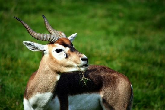 Hirschziegenantilope Opel Zoo Kronberg 2011 - 2012