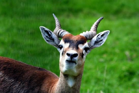 Hirschziegenantilope Opel Zoo Kronberg 2011 - 2012