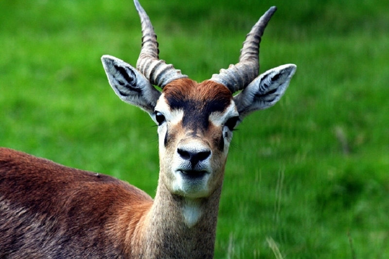 Hirschziegenantilope Opel Zoo Kronberg 2011 - 2012