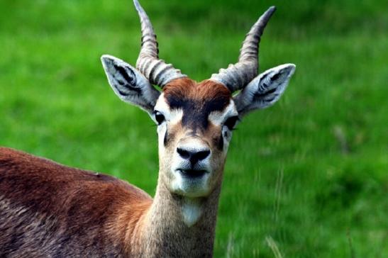 Hirschziegenantilope Opel Zoo Kronberg 2011 - 2012