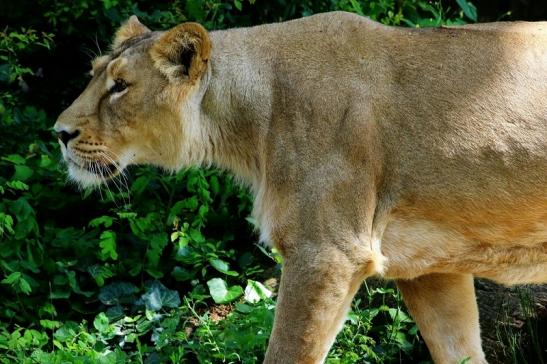 Asiatischer Löwe Weibchen Zoo Frankfurt am Main 2016