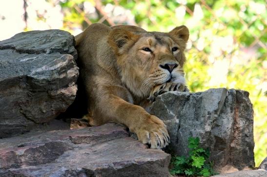 Asiatischer Löwe Zoo Frankfurt am Main 2017