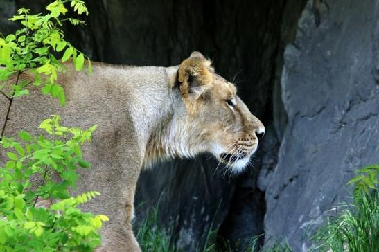 Asiatischer Löwe Zoo Frankfurt am Main 2017