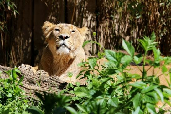 Asiatischer Löwe Zoo Frankfurt am Main 2017