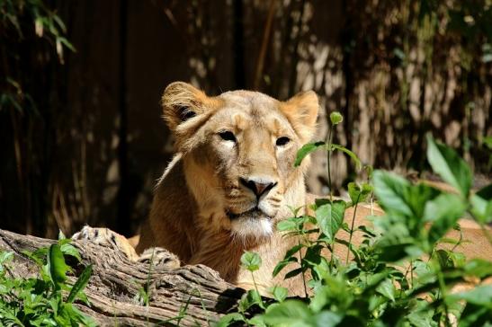 Asiatischer Löwe Zoo Frankfurt am Main 2017