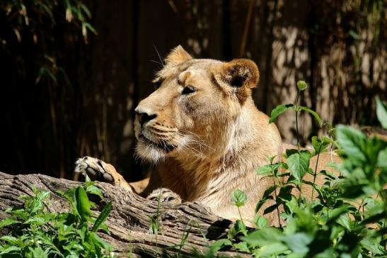 Asiatischer Löwe Zoo Frankfurt am Main 2017