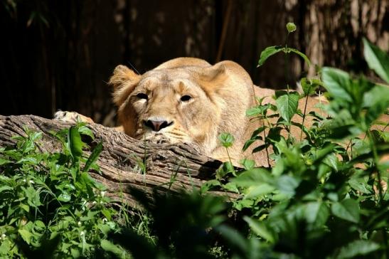 Asiatischer Löwe Zoo Frankfurt am Main 2017