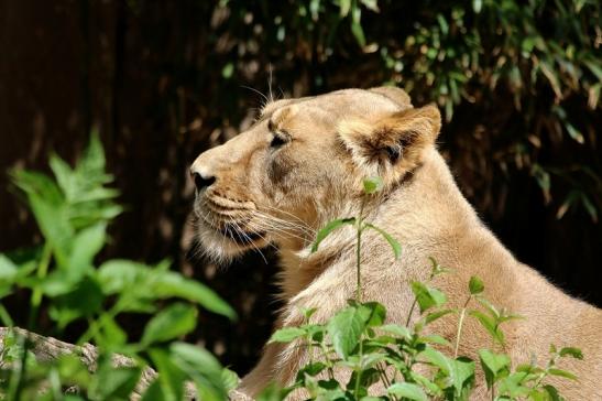 Asiatischer Löwe Zoo Frankfurt am Main 2017