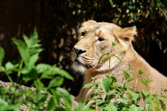 Asiatischer Löwe Zoo Frankfurt am Main 2017