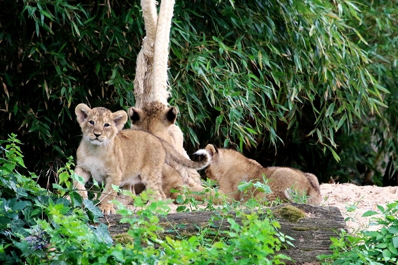 Asiatischer Löwe Zoo Frankfurt am Main 2018