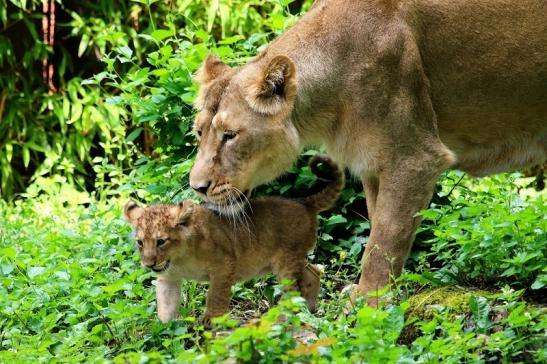 Asiatischer Löwe Zoo Frankfurt am Main 2018