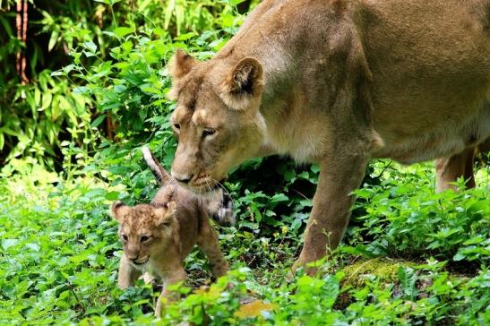 Asiatischer Löwe Zoo Frankfurt am Main 2018