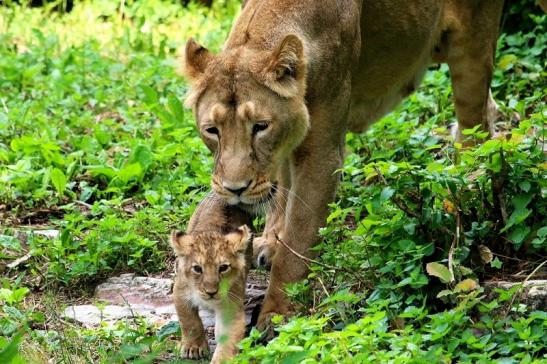 Asiatischer Löwe Zoo Frankfurt am Main 2018