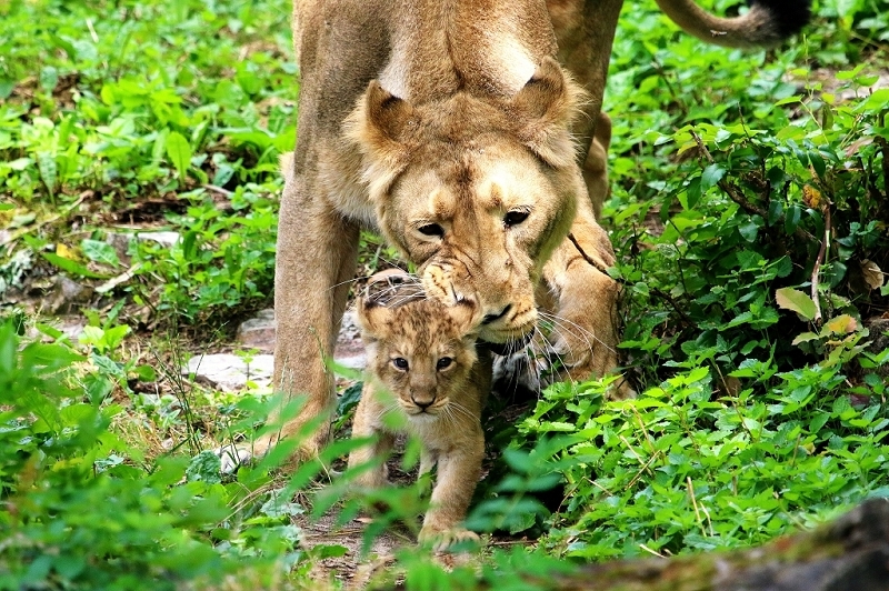 Asiatischer Löwe Zoo Frankfurt am Main 2018