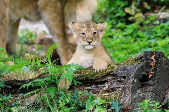 Asiatischer Löwe Zoo Frankfurt am Main 2018