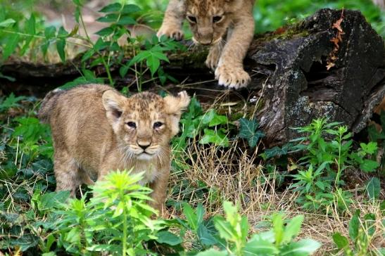 Asiatischer Löwe Zoo Frankfurt am Main 2018