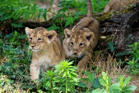 Asiatischer Löwe Zoo Frankfurt am Main 2018