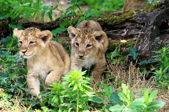 Asiatischer Löwe Zoo Frankfurt am Main 2018