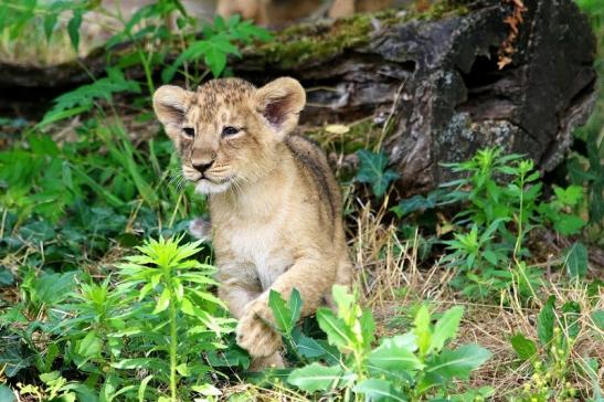 Asiatischer Löwe Zoo Frankfurt am Main 2018