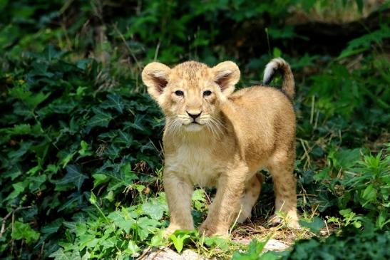 Asiatischer Löwe Zoo Frankfurt am Main 2018