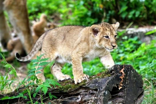 Asiatischer Löwe Zoo Frankfurt am Main 2018