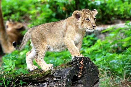 Asiatischer Löwe Zoo Frankfurt am Main 2018