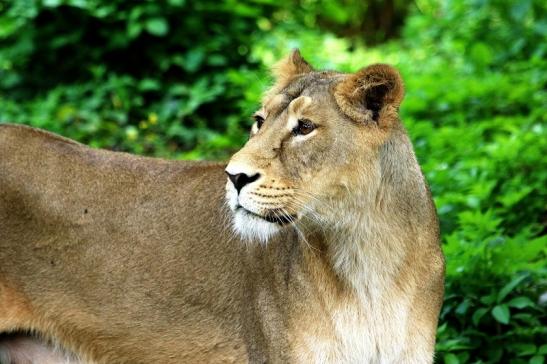 Asiatischer Löwe Zoo Frankfurt am Main 2018