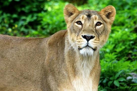 Asiatischer Löwe Zoo Frankfurt am Main 2018