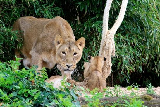 Asiatischer Löwe Zoo Frankfurt am Main 2018