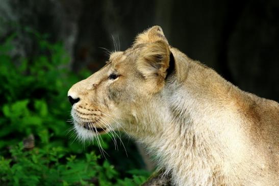 Asiatischer Löwe Zoo Frankfurt am Main 2018