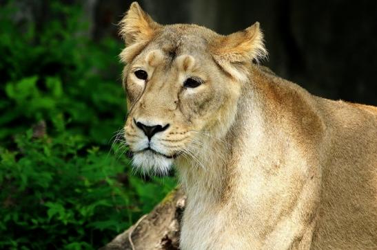 Asiatischer Löwe Zoo Frankfurt am Main 2018