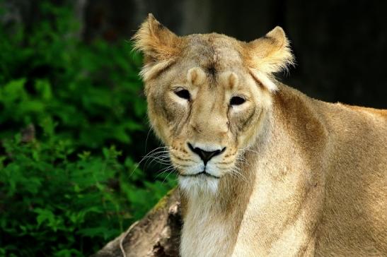 Asiatischer Löwe Zoo Frankfurt am Main 2018