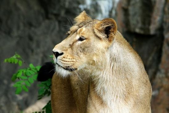 Asiatischer Löwe Zoo Frankfurt am Main 2018