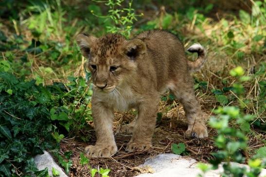 Asiatischer Löwe Zoo Frankfurt am Main 2018